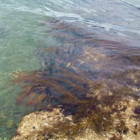 Wireweed